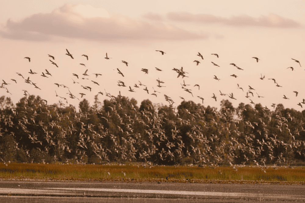 Tràm Chim là nơi trú ngụ của hơn 230 loài chim cùng nhiều động vật phong phú khác